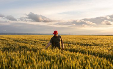  Genç erkek çiftçi stand yalnız buğday alanında günbatımı sırasında