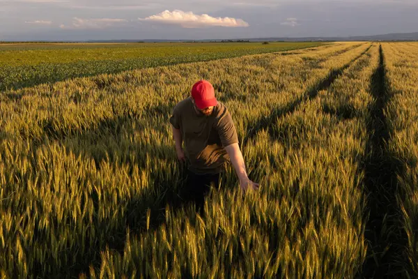  Genç erkek çiftçi stand yalnız buğday alanında günbatımı sırasında