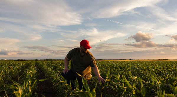  young farmer in corn field in growing green corn fields. Agriculture concept.