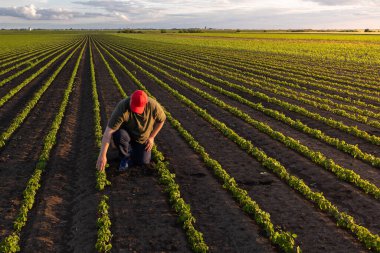Büyüyen yeşil fasulye tarlasında tarım yapan çiftçi. Tarım endüstrisi.