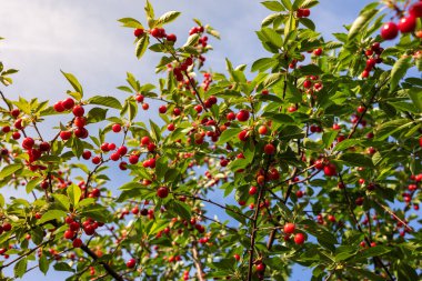 Meyve bahçesindeki kiraz ağacında asılı taze ekşi kiraz.