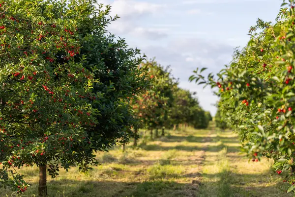 Meyve bahçesindeki kiraz ağacında asılı taze ekşi kiraz.