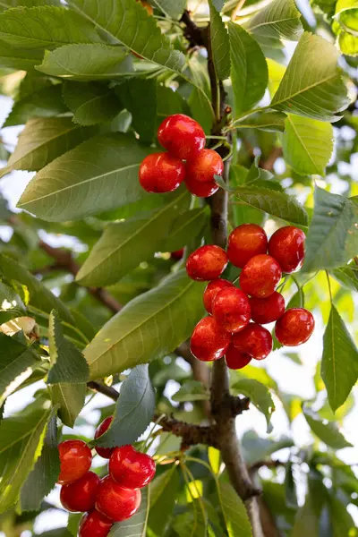 closeup izole Kırmızı Kiraz vişne Bahçesi ağacında üzerinde