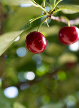 Kiraz ağacına ekşi kiraz yakın çekim. 
