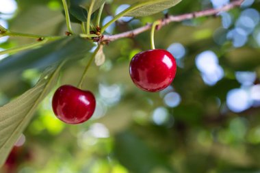 Kiraz ağacına ekşi kiraz yakın çekim. 