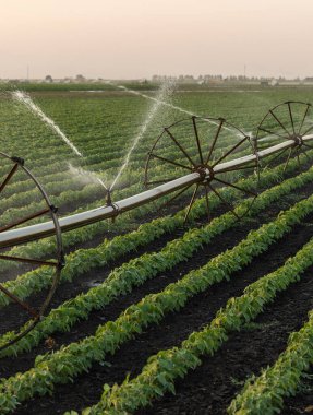 Tarım tarlalarının sulanması için sulama tesisi, soya fasulyesi ekimi için verimli sulama