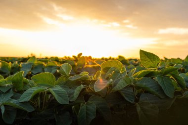 soya fasulyesi bitki alanını kapat