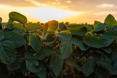 soya fasulyesi bitki alanını kapat