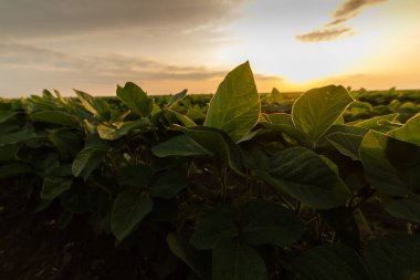 Soya fasulyesi ve buğday tarlaları yaz mevsiminde. Gün batımı günü
