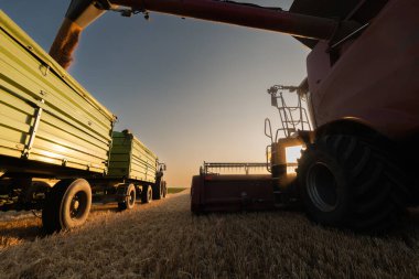 Buğday hasadı. Taze hasat edilen buğdayı traktör römorkuna aktaran hasatçıları birleştirin. 