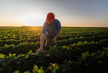 Soya tarlasında çiftçi. Büyüme, açık hava.