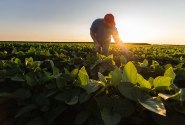 Soya tarlasında çiftçi. Büyüme, açık hava.