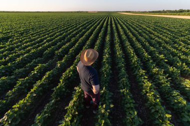 Soya tarlasında çiftçi. Büyüme, açık hava.
