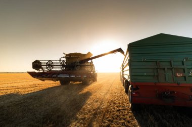 hasat makinesi karavanlara buğday yüklüyor. Modern hasat aracı traktör römorklarına buğday yüklüyor..