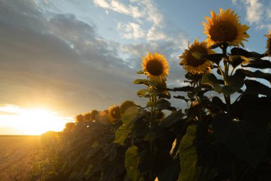 Altın sarısı ayçiçeği tarlasında güneşin doğuşunun güzel bir bileşimi..