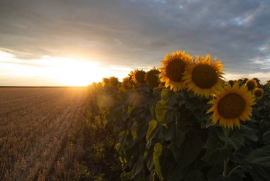 Altın sarısı ayçiçeği tarlasında güneşin doğuşunun güzel bir bileşimi..