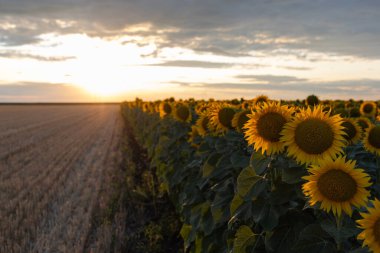Altın sarısı ayçiçeği tarlasında güneşin doğuşunun güzel bir bileşimi..