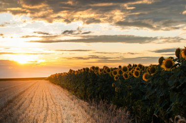 Altın sarısı ayçiçeği tarlasında güneşin doğuşunun güzel bir bileşimi..