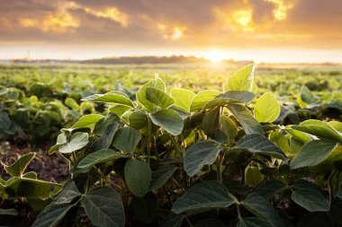  Güneş ışığı, soyanın küçük yeşil bitkilerinin yaprakları arasında parlıyordu..