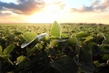  Güneş ışığı, soyanın küçük yeşil bitkilerinin yaprakları arasında parlıyordu..