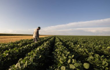 Kıdemli çiftçi gün batımında ekin tarlasını teftiş ediyor. Kırsal alanda altın saat tarım endüstrisi. 