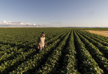 Kıdemli çiftçi gün batımında ekin tarlasını teftiş ediyor. Kırsal alanda altın saat tarım endüstrisi. 