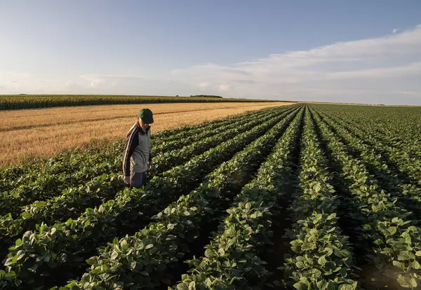 Kıdemli çiftçi gün batımında ekin tarlasını teftiş ediyor. Kırsal alanda altın saat tarım endüstrisi. 