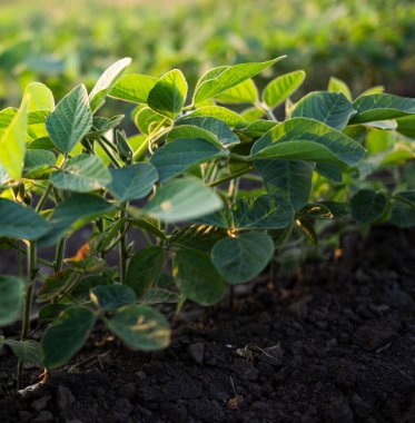 Güneş ışığı, soyanın küçük yeşil bitkilerinin yaprakları arasında parlıyordu..