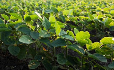  Güneş ışığı, soyanın küçük yeşil bitkilerinin yaprakları arasında parlıyordu..