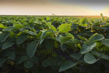  Güneş ışığı, soyanın küçük yeşil bitkilerinin yaprakları arasında parlıyordu..