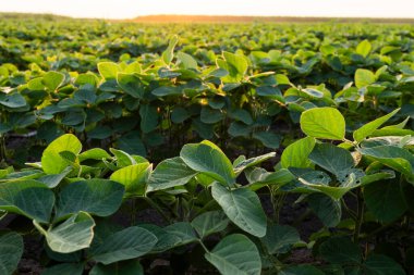  Güneş ışığı, soyanın küçük yeşil bitkilerinin yaprakları arasında parlıyordu..