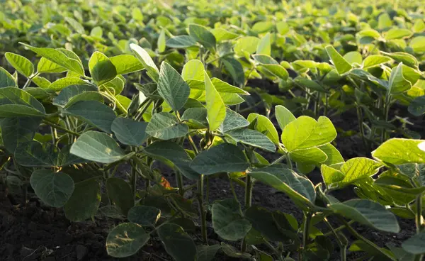  Güneş ışığı, soyanın küçük yeşil bitkilerinin yaprakları arasında parlıyordu..