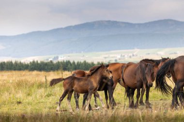 Otlayan atlar. Açık arazide otlayan atlar, aygır, kısrak ve tay..