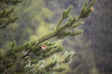  Noel ağacının iğnelerine yağmur yağıyor. Güzel doğal arka plan. Kozalaklı dallar