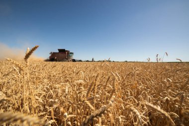 Hasat makinesi gün batımında altın buğday tarlasında. 