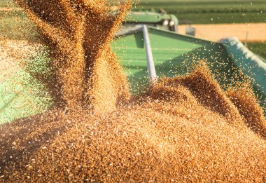  Buğday hasadı. Modern hasat aracı traktörlere buğday yüklüyor..