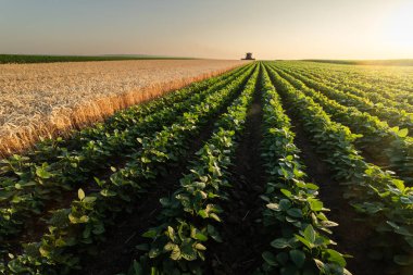 Gün batımında soya fasulyesi tarlası. Gün batımında vurulan soya fasulyesi tarlaları.