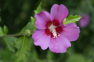 Hibiscus Suriye veya Çin gülü, Malvaceae ailesinin çiçekleri. Çiçekli çalı çiçekleri.