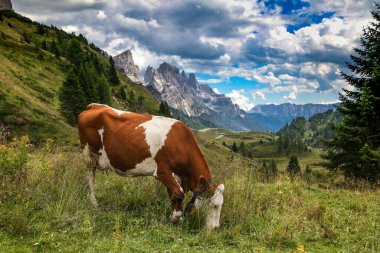 Dolomite zinciri, Val di Fiemme, yürüyüş ve dağ manzarası.