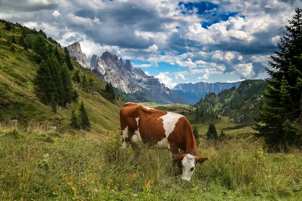 Dolomite zinciri, Val di Fiemme, yürüyüş ve dağ manzarası.