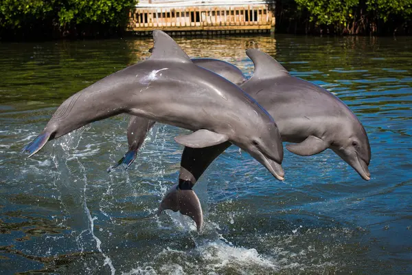 Sudaki yunuslar, Florida 'nın Key Adaları' ndaki bir su parkında piruet yapıp zıplıyorlar.