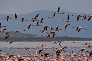 Flamingos gathered in groups in the shallow waters of Lake Nakuru in Keya as they try to forage for food and defend themselves from predators clipart