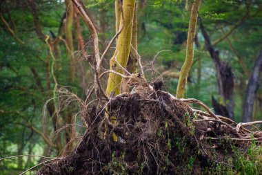 Kenya 'daki Nakuru Gölü' ne yukarıdan bakan görkemli leopar, Afrika savanasında bir ağaç gövdesinde saklanıyor.