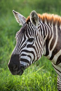 Zebralar, Masai Mara Dağları 'nda, yırtıcılardan kaçmaya hazır bir şekilde bekçilik yapan sürüler halinde toplandı.