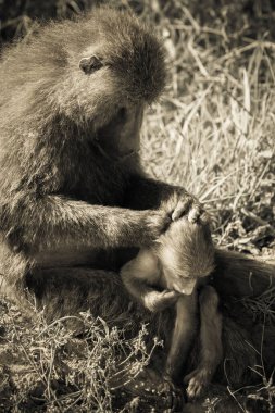 Female baboon with cub intent on caring for her child while observing that there is no danger in the savannah around Lake Naivasha clipart