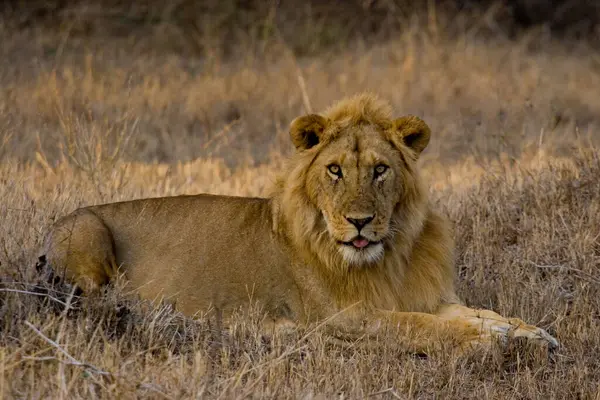 Kenya 'daki Masai Mara bozkırında çiftleşen yetişkin erkek aslan dinleniyor.