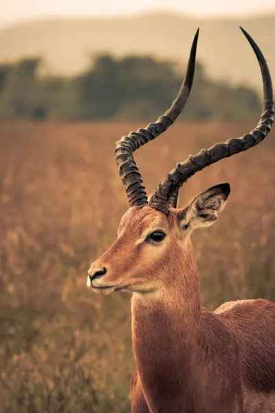 Genç Impala, Kenya 'daki Masai Mara' da savana ufkunu izliyor.