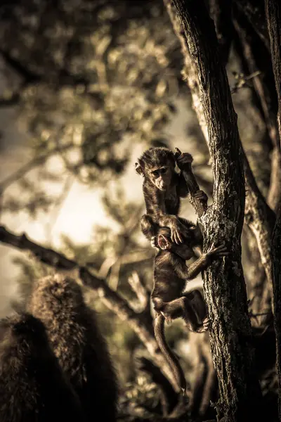 Kenya 'daki Nakuru Gölü' ndeki Baboon Kayalıkları 'nda genç bir ağaç gövdesine tırmanarak birbirleriyle oynayan genç babunlar.