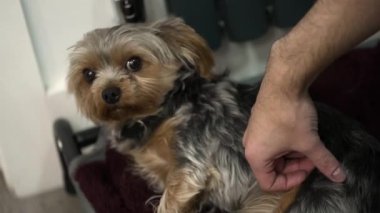 Londra, İngiltere - 2022.12.02: Güzel genç Yorkshire Teriyeri rahat küçük yatağında yatıyor ve şımartılıyor