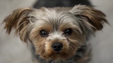 Londra, İngiltere - 2022.12.02: Güzel ve genç Yorkshire Teriyerinin kameraya doğru bakan yavaş çekim görüntüleri